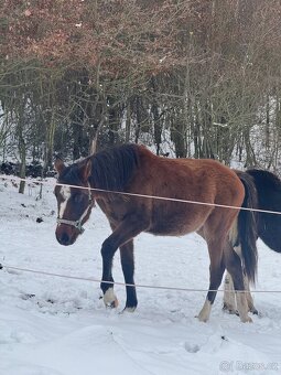 ČT klisnicka k prodeji - 12