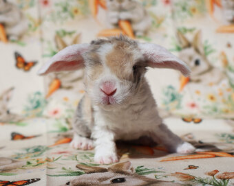 Zakrslí beránci rex . - 12