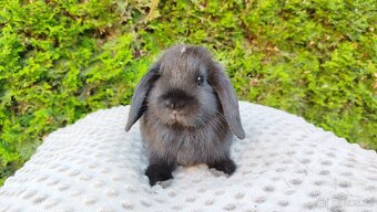 Zakrslý beránek, králíček, králík - PIPER - 12