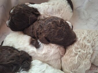 Lagotto romagnolo s PP ( italský vodní pes ) - 12
