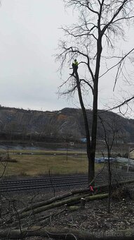 Rizikové kácení - 12