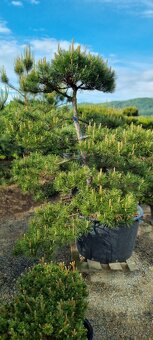 Tvarované borovice přímo od pěstitele. Velké bonsaje - 12