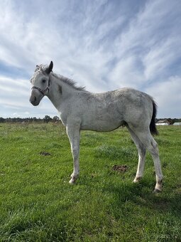 Hřebeček Appaloosa - 12