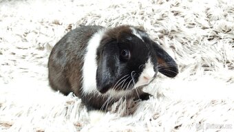 Zakrslý beránek, králíček, králík - LADY - 12
