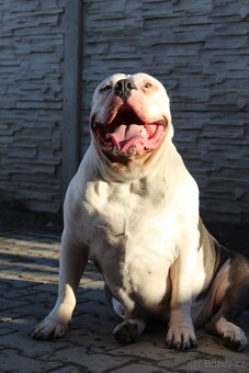 American Bully XL 🐾 - 12