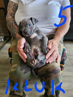Štěňátka Pitbulla prodám - 12