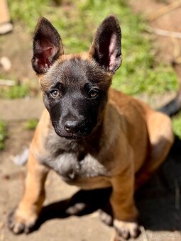 BELGICKÝ OVČÁK MALINOIS - 12