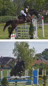 Zdravá sportovní Klisna 14 let - 12