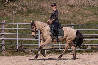 Lusitano klisna - 12