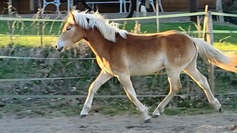 Klisna hafling - 12
