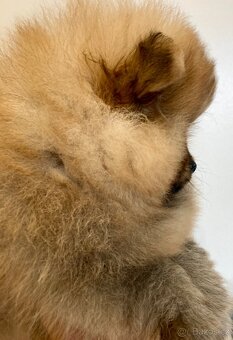 Pomeranian s PP FCI - 12