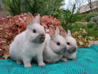 Zakrslý siamský žlutý miminka - 12