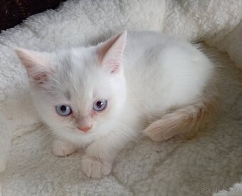 Britský kocourek colorpoint s PP - 12