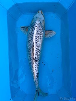 Koi kapři - 12