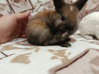 Zakrslý králíček - 12