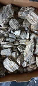 Akvarijní ryby,šneci,krevetky,rostliny - 12