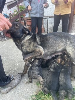 Německý ovčák - 12