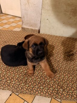 Štěňata REZERVACE - 12