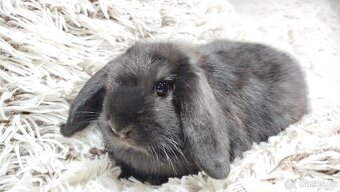 Zakrslý beránek, králíček, králík - BRUNO - 12