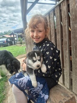 Sibiřský Husky - 12