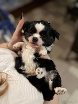 2x dlouhosrstý pejsek s PP FCI, čivava - 12