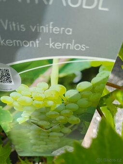 Vinná réva velkoplodá sladká rezistentní 395 Kč již plodící - 12