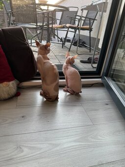 Koťata Kanadský Sphynx - 12