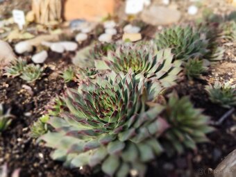 Prodej netřesky Znojmo - 12