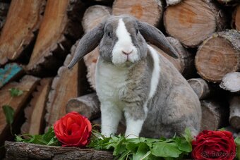 Krasna miminka rex beranků ( plyšová srst) - 12