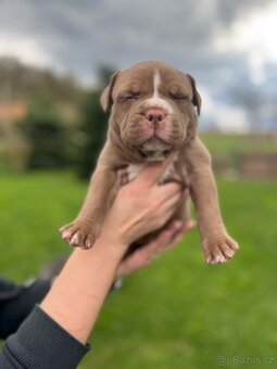 American Bully xl/xxl - 12
