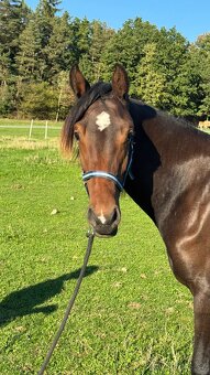 Kobylka ČT 1,5roku - 12