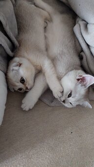 Skotské koťata bez PP - 12