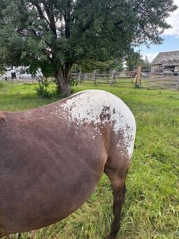 Kobylka Tara x appaloosa - 12