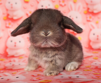 Minilop Beránci - 12