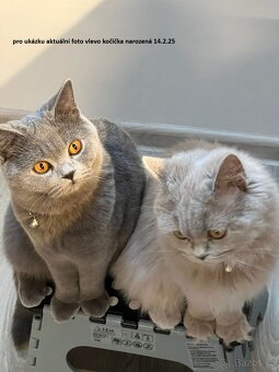 Britská koťátka bez PP - 12