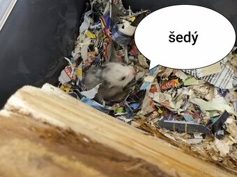Křeček syrský zlatý - 12