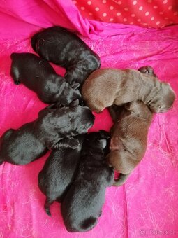 Labradorský retrívr - štěňata - 12