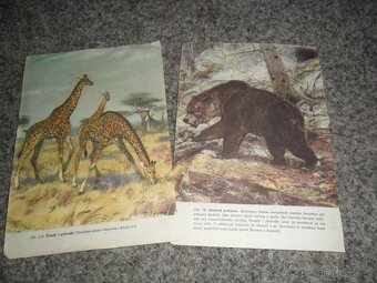 příroda - Zoologická zahrada, Ráj zvířat, Naše houby, různé - 12