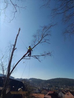 Rizikové kácení stromů – výškové práce - 12