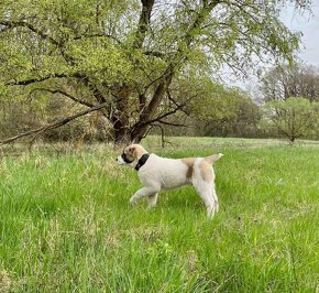 středoasijský pastevecký pes - 12