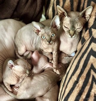 Koťata Sphynx-Elf-Strike - 12