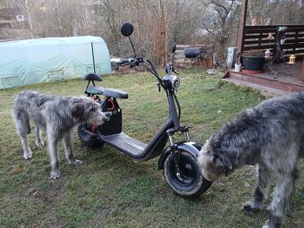 Elektro koloběžka-scooter GR7 1000w - 12