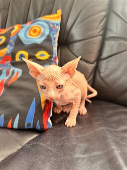 Kanadský Sphynx s průkazem původu - 12