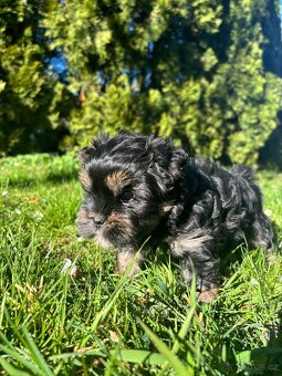 Yorkšírský teriér - 12