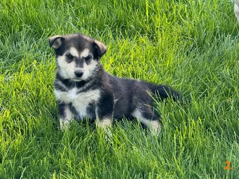 Štěňata husky a labrador - 4 fenky a 1 pes k odběru od 18.5. - 12