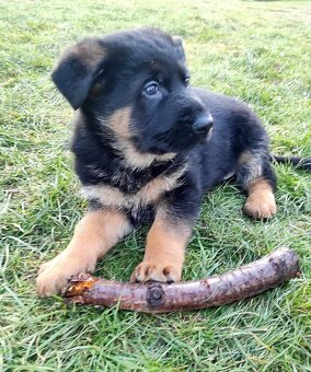 Německý ovčák - štěňata s PP - 12