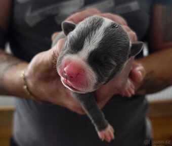 American Bully XL originální původní krev rodokmen ABKC USA - 12