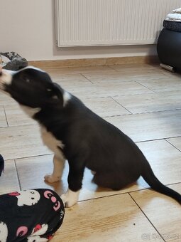 Border kolie již k odběru - 12