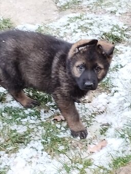 Německý ovčák - 12