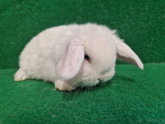 Zakrslý beránek s rodokmenem - 12